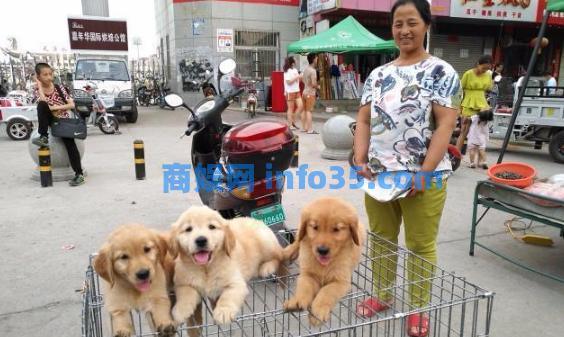 30岁小伙开宠物店, 利用一招“无偿领养”, 年赚300万, 学学人家