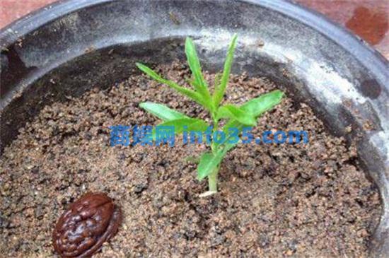 桃核怎么种才能发芽