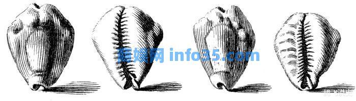 当贝壳就是钱的时候,为什么人们不去海边捡更多的贝壳发财呢?原因很无奈。