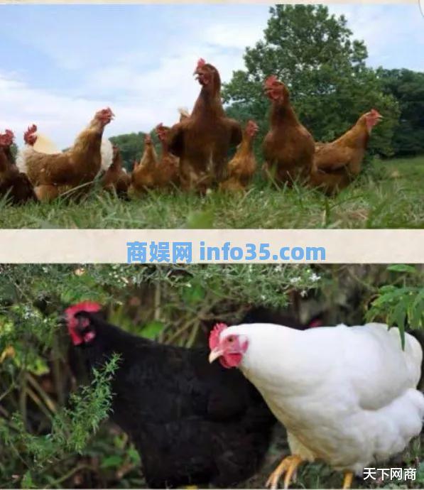 80后博士副县长工作不正常,淘宝直播间卖扒鸡,引发争议。