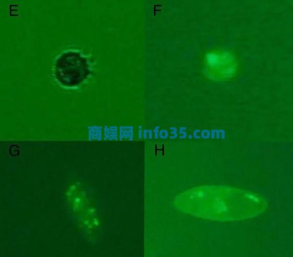 病毒细菌的天敌出现了?科学家首次发现专吃病毒细菌的生物。