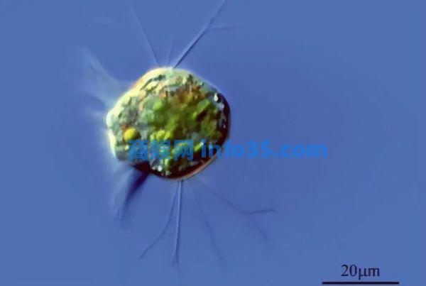 病毒细菌的天敌出现了?科学家首次发现专吃病毒细菌的生物。