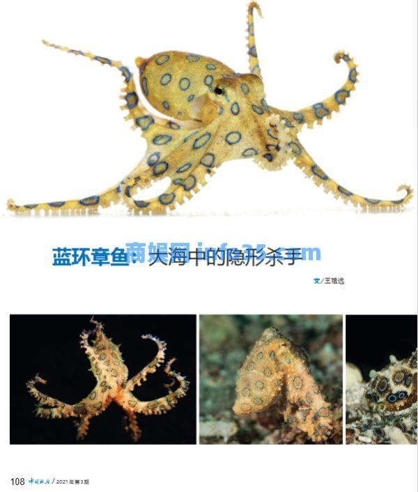 蓝环章鱼被曝现身火锅店,毒性是眼镜蛇的50倍,网友:知识改变命运。