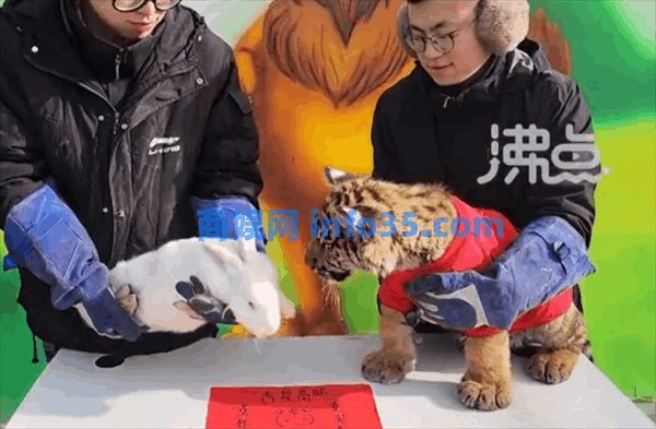 动物园办虎兔交接仪式:兔子差点成“盘中餐”