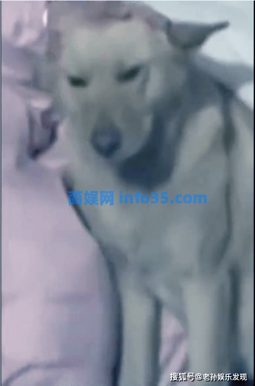 18岁女生因拒绝相亲,两晚被赶出门,这么冷的夜晚她只好与狗狗睡觉。