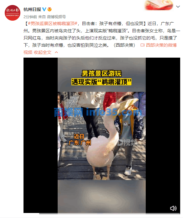 男孩逛景区遇现实版“鹈鹕灌顶”,还好没造成伤害