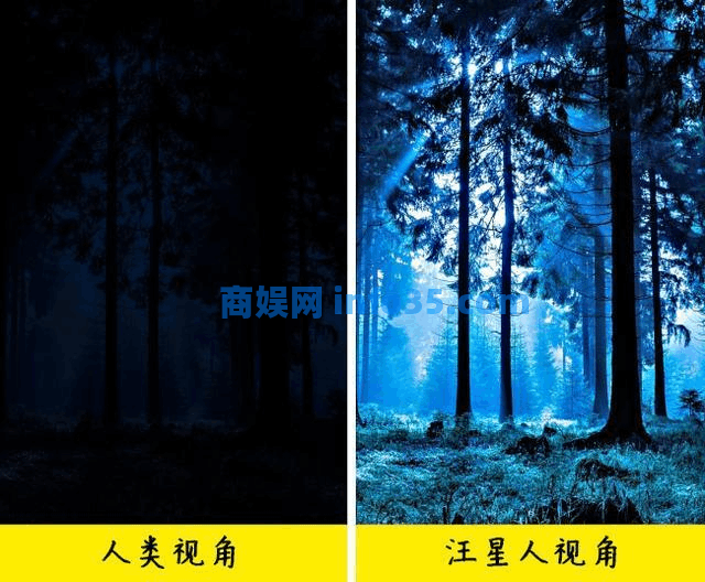 狗朝着没人的地方狂吠,是看到了什么「不干净」的东西吗?