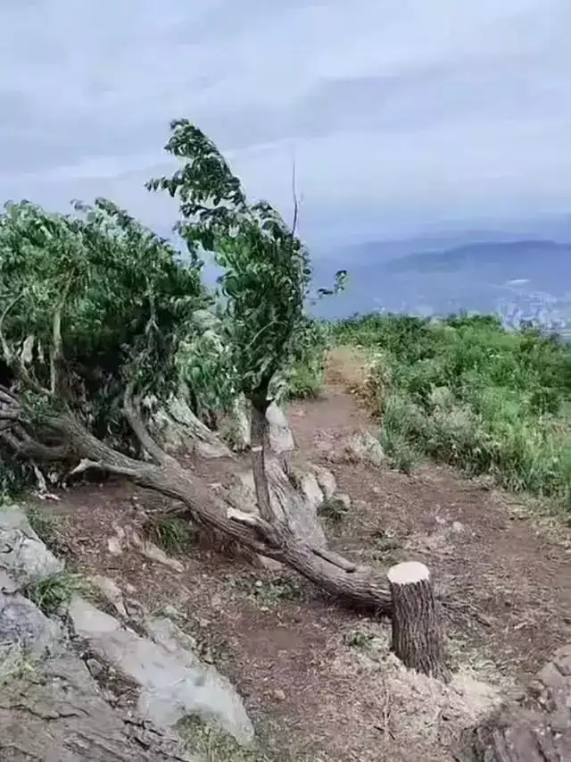 湖北襄阳60岁网红“迎客松”被砍,当地回应:涉事人已找到!