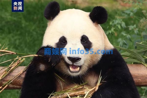 “韩国市长请求中国赠送一对大熊猫 ”：我国取消无偿赠送大熊猫已有40多年。