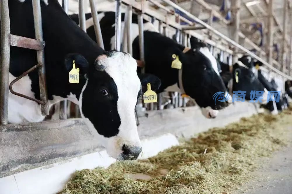 9月16日起 全面禁用！事关纯牛奶