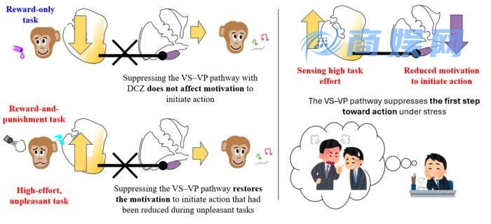 科学家找到不想干活的原因：大脑中存在“动力刹车”